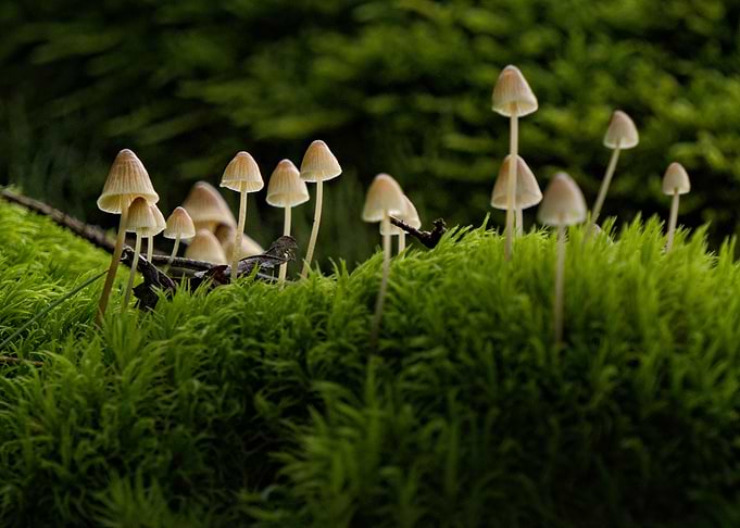 Small Fairy-Tale Mushrooms Growing in Lush Moss