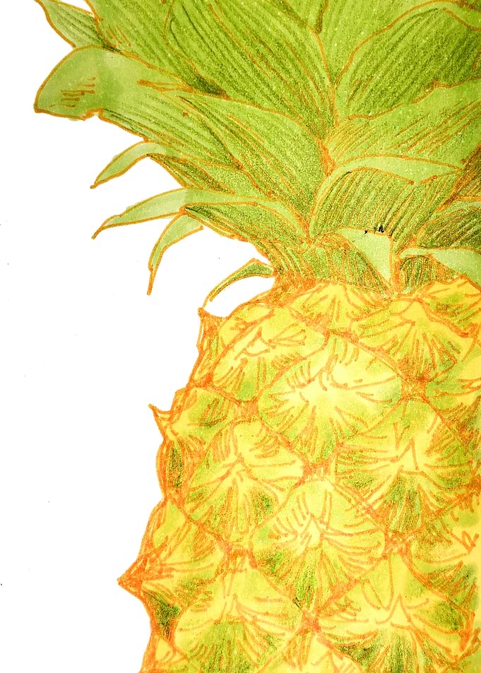 Hand-Drawn Pineapple Illustration