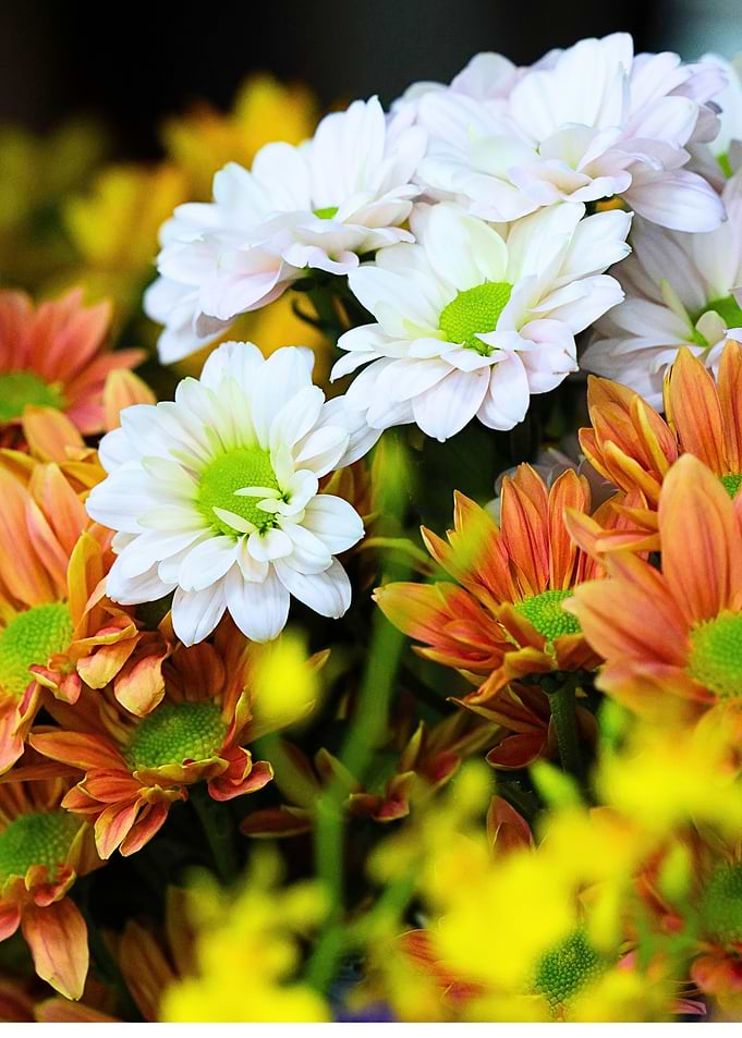 Vibrant Bouquet of White and Orange Daisies