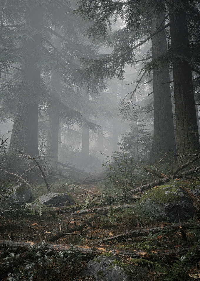 Misty Forest Path