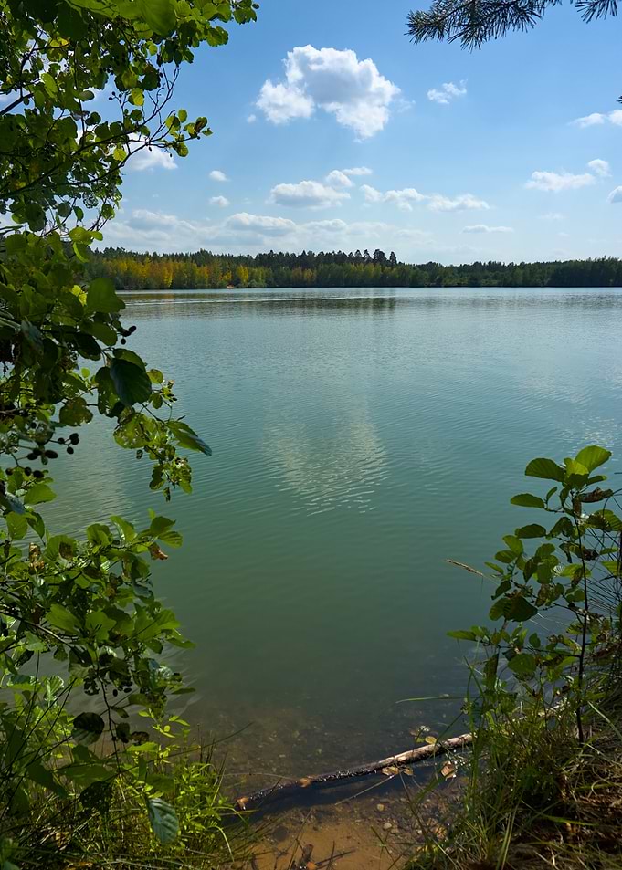 Serene Lake View Through Forest Foliage