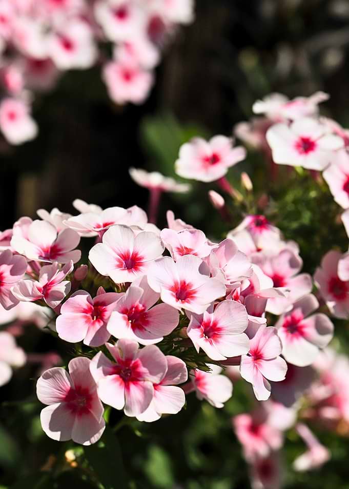Cluster of Pink and White Phlox
