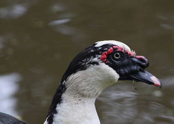 Close-up of a Muscovy Duck