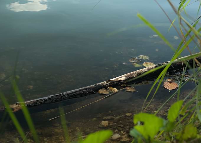 Charred Driftwood in Calm Water
