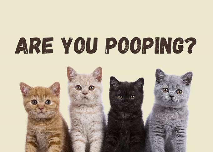 Funny Cats 'Are You Pooping?' Toilet
