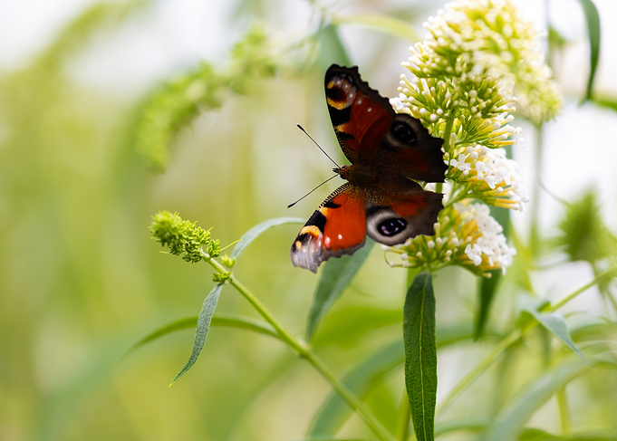 Peacock Butterfly on White Flower