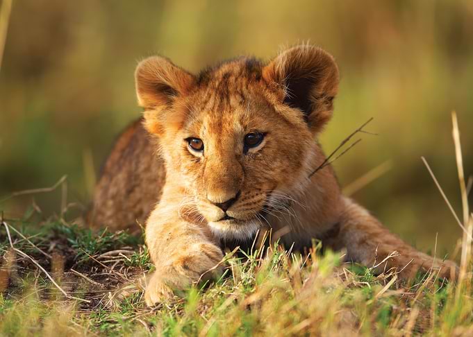 Adorable Lion Cub in Grass
