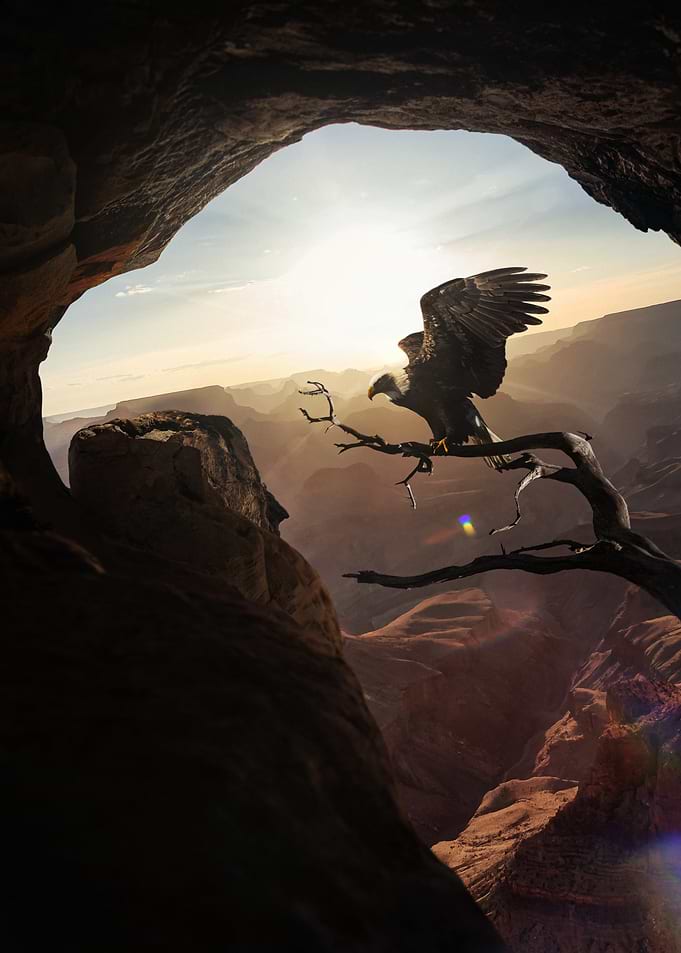 Bald Eagle
