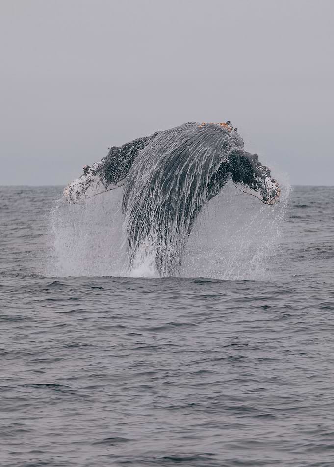 Humpback Whale Breaching in Ocean