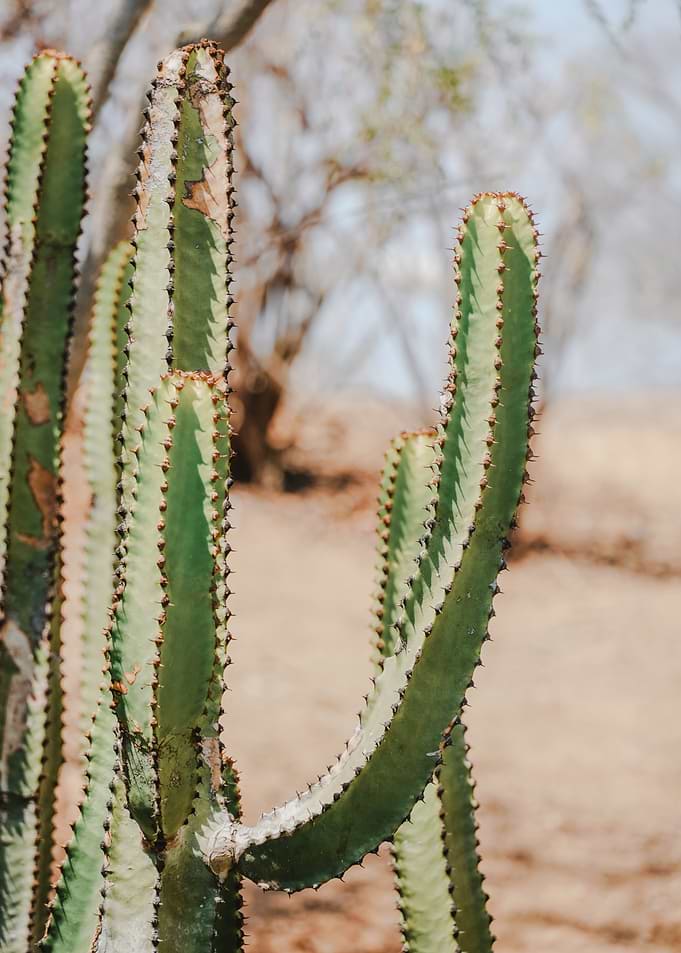 Candelabra Cactus in Desert Landscape