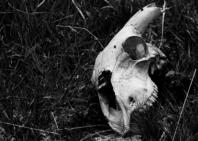 Bleached Sheep Skull in Tall Grass