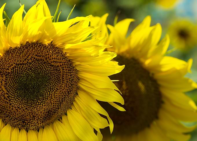 Sunflowers In Field