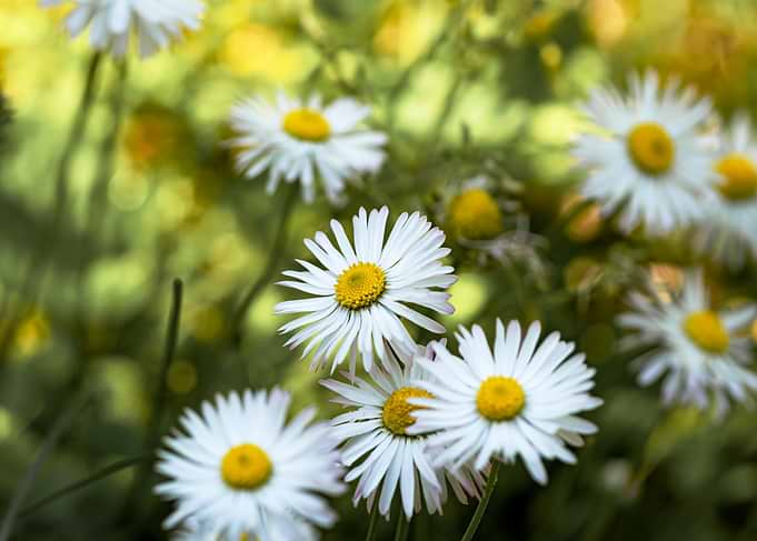 Blooming White Daisies
