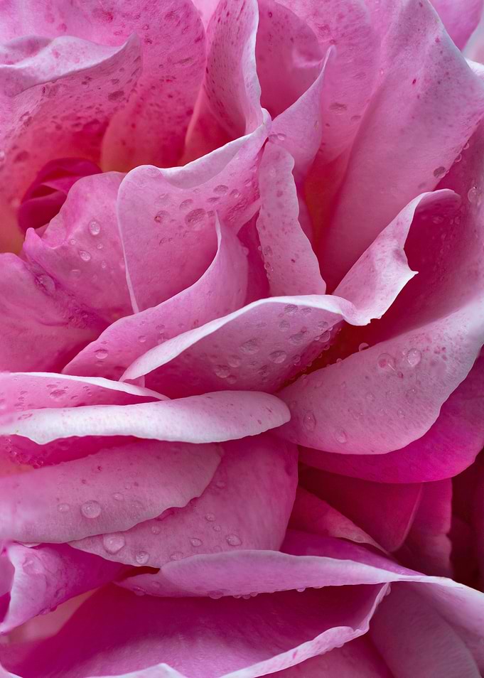 Pink Rose Petals