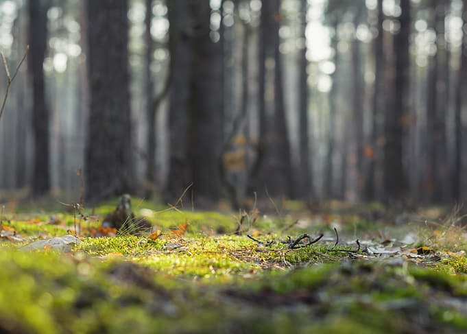 Sunlit Mossy Forest Floor