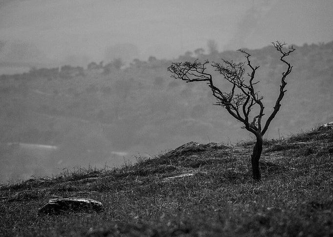 Solitary Bare Tree on Hillside