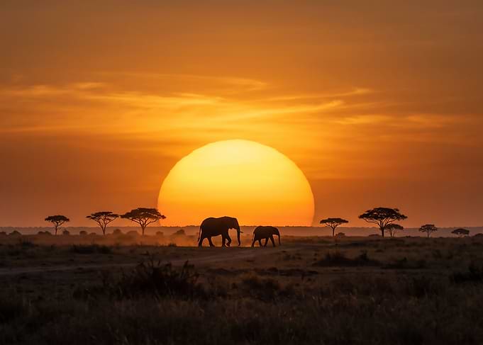 Elephants Walking at African Sunset