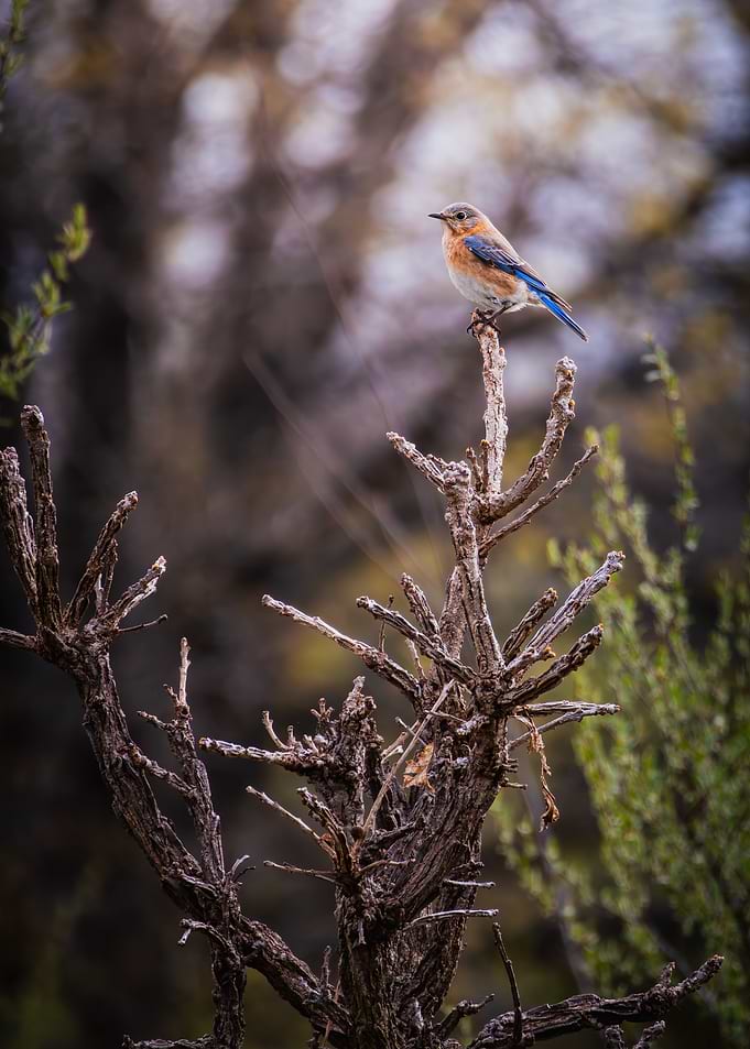 Perched Eastern Bluebird