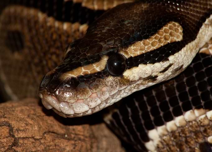 Close-up Portrait of a Ball Python