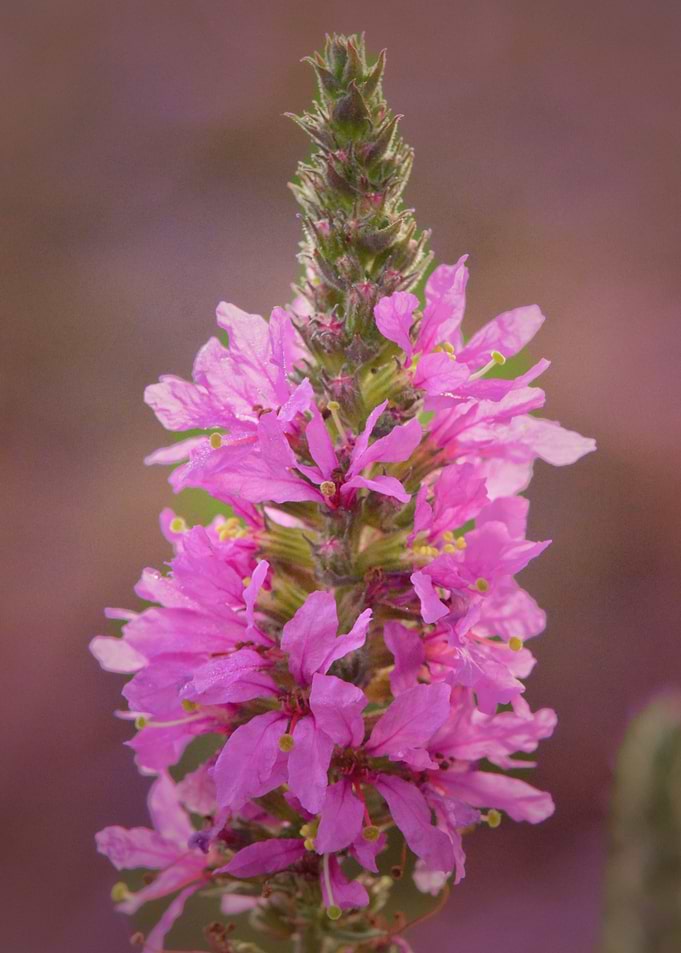 Pink Wildflower — Nature's Delicate Symphony