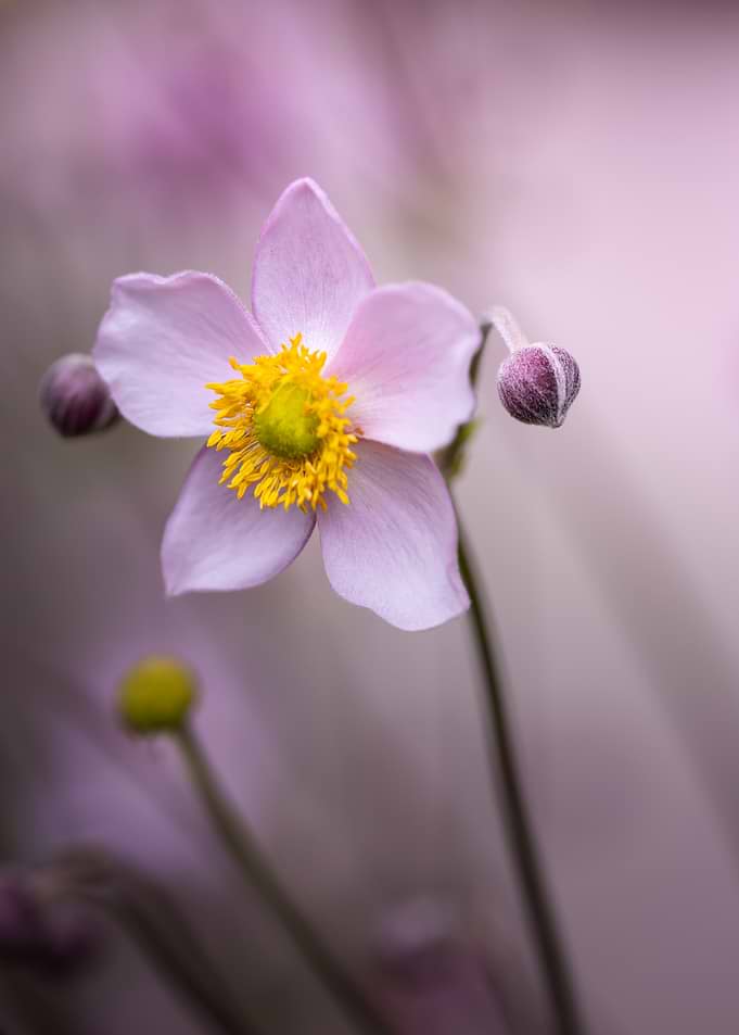 Soft Pink Japanese Anemone Flower