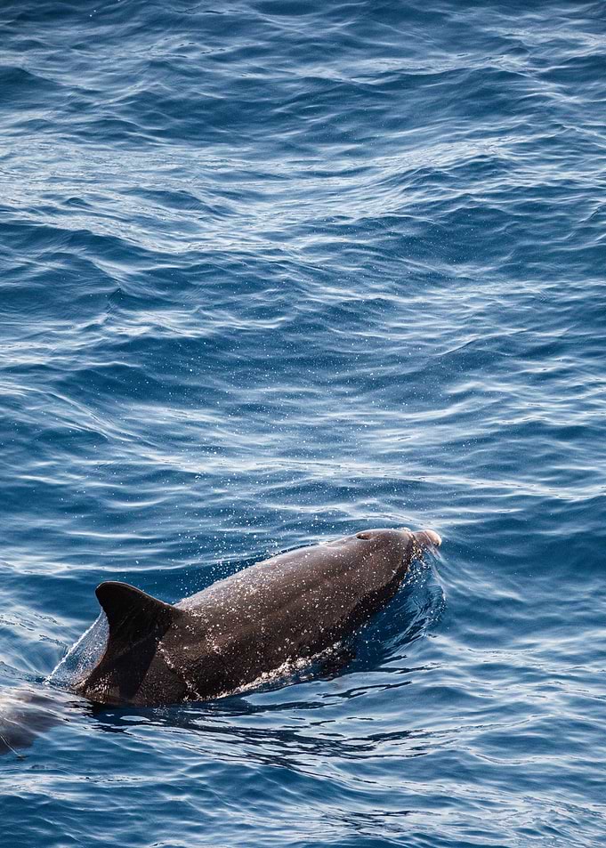 Dolphin Swimming in Deep Blue Ocean