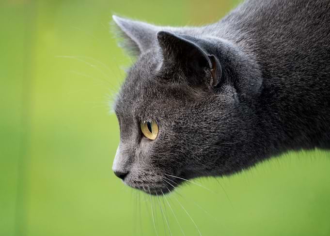 Profile of a Grey Cat