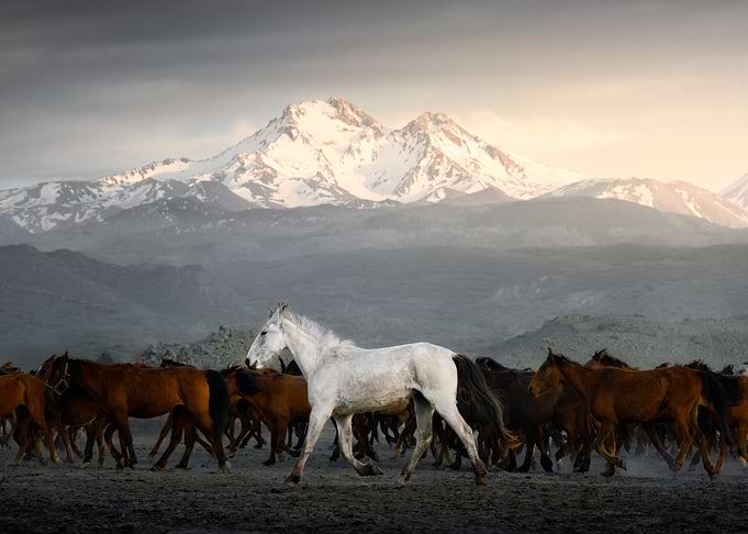 Wild Horses Running Before Snowy Mountains