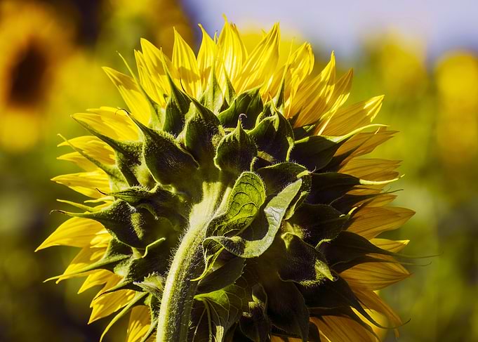 Sunflower Back Profile