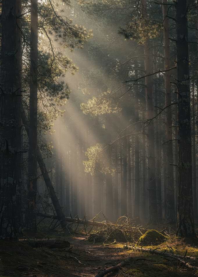 Sunbeams Piercing Through Misty Forest
