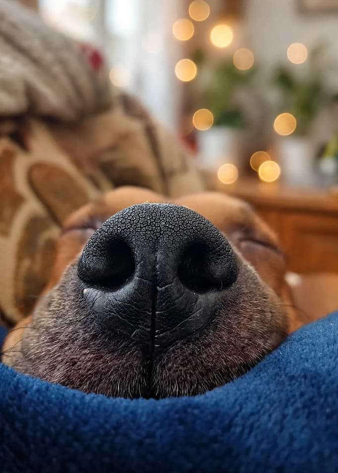 Close-up of a Sleeping Dog Nose