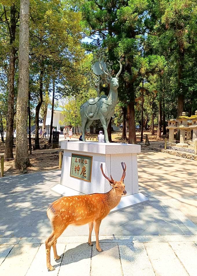 Live Deer and Statue in Nara