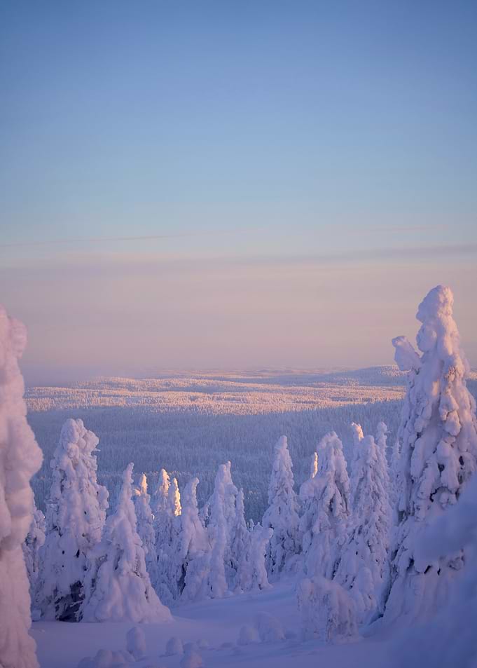 Snowy Forest at Sunset