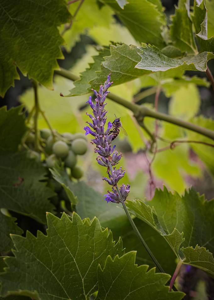 Bee on Lavender in Vineyard