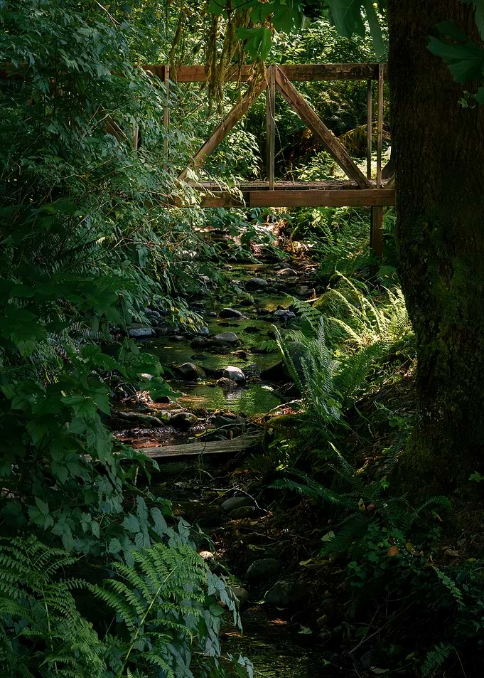 Wooden Bridge Over Forest Stream
