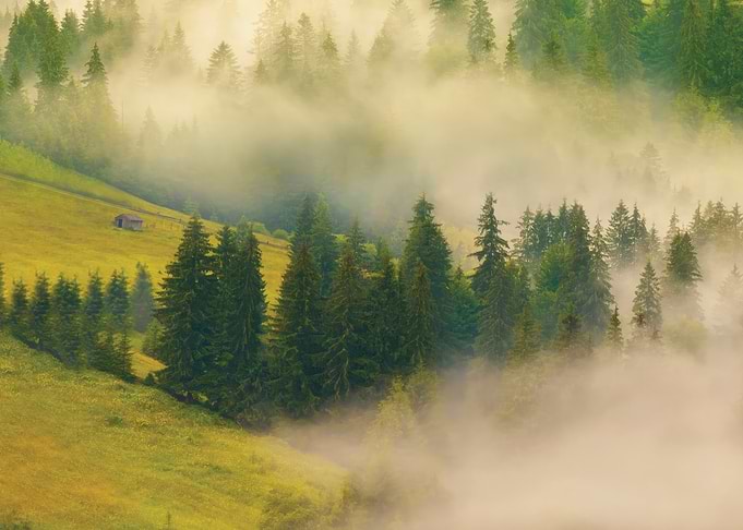 Misty Forest Landscape with Small Cabin
