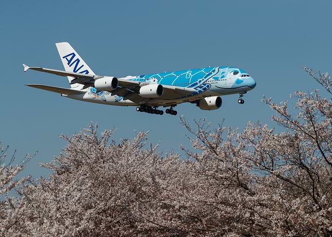 ANA Flying Honu A380 and Cherry Blossoms