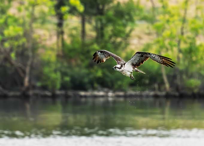 The Unsuccessful Osprey
