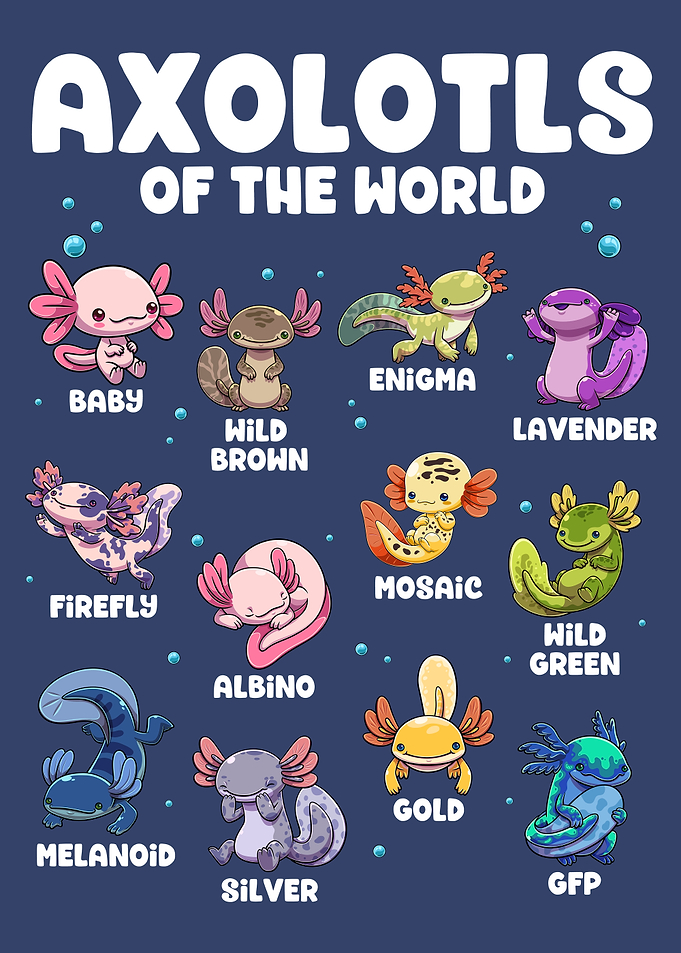 Axolotls of the World