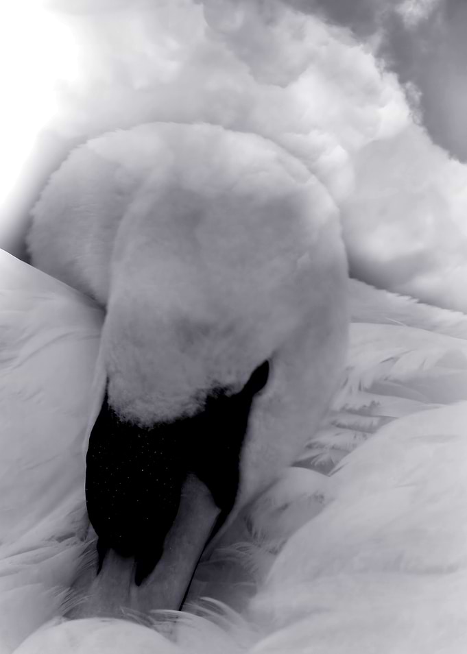 Close-up of a Resting Swan