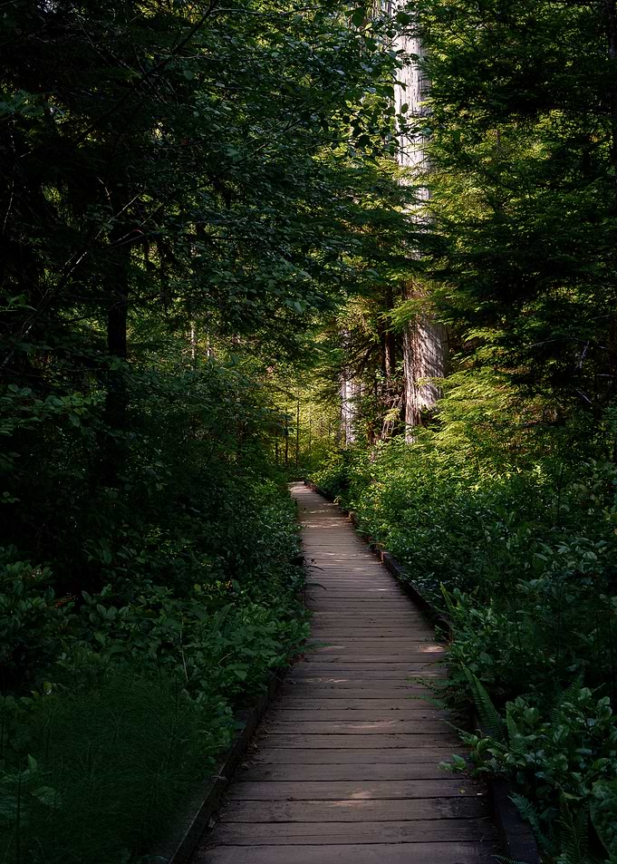 Wooden Boardwalk Through Lush Forest