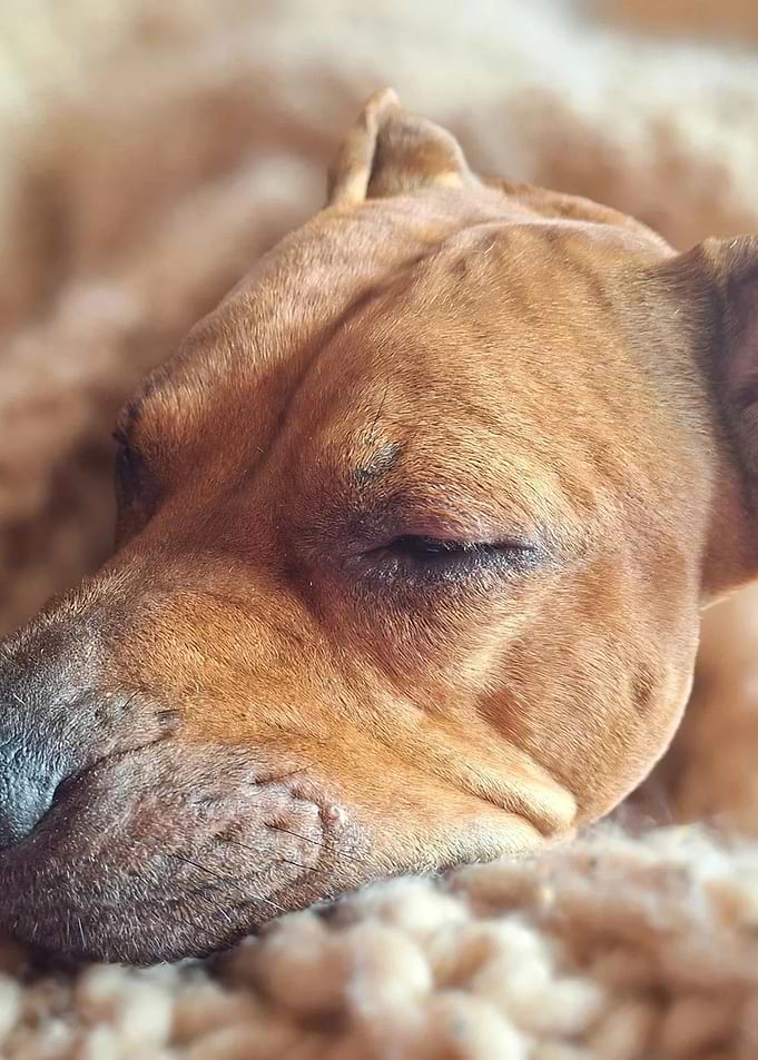 Sleeping Brown Pitbull Dog Close-up