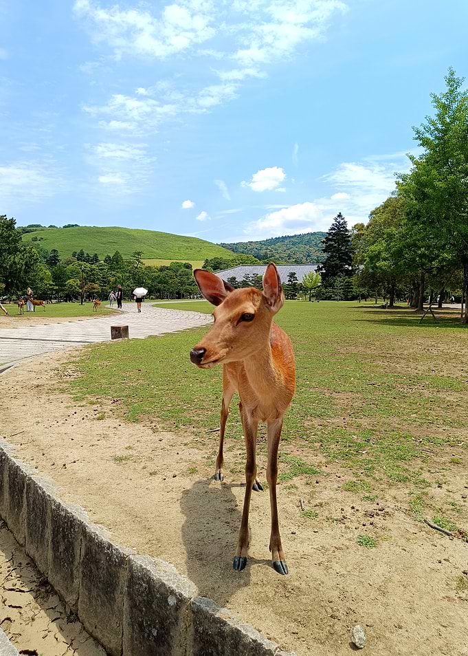 Deer in Nara Park Japan