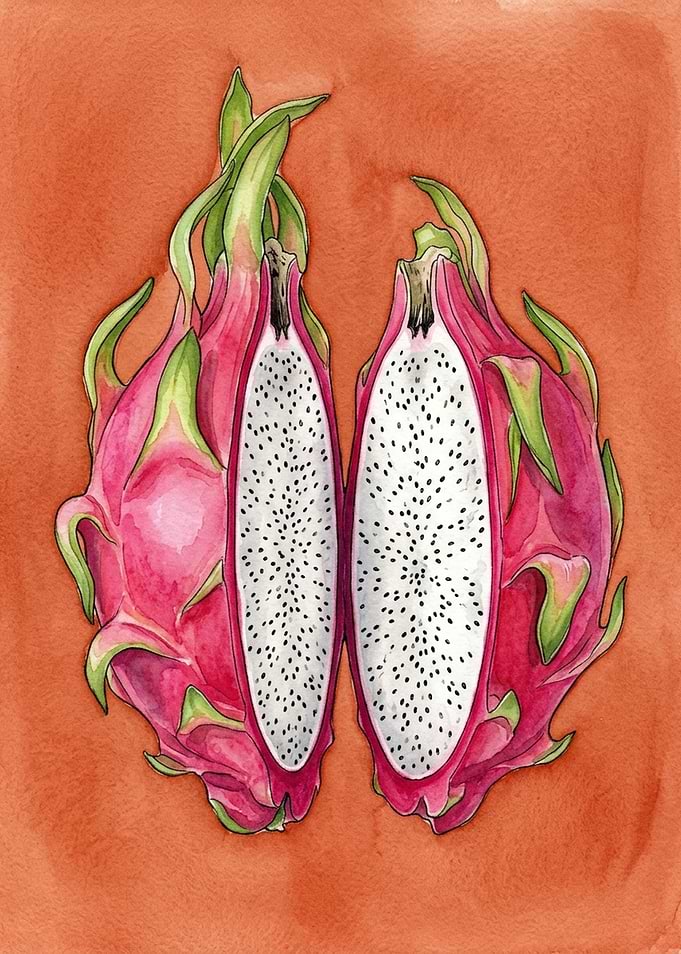 Watercolor Dragon Fruit Illustration