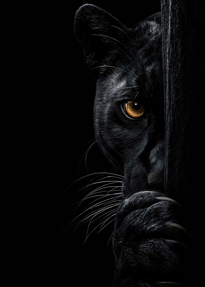 Black Panther Peeking from Shadow