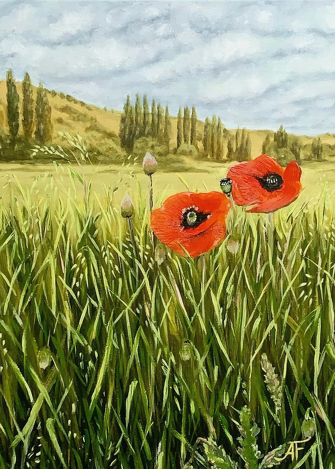 Red Poppies in a Green Field