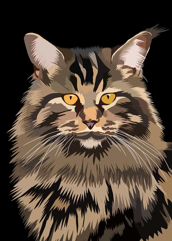 Vector Illustration of Maine Coon Cat