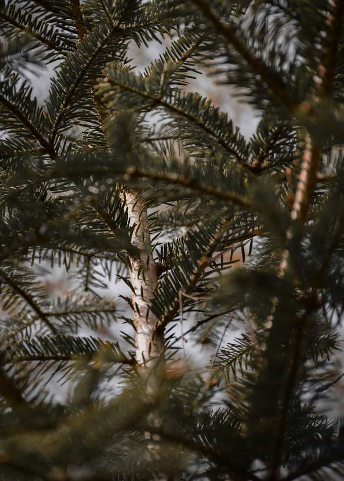 Close-up of Pine Tree Branches