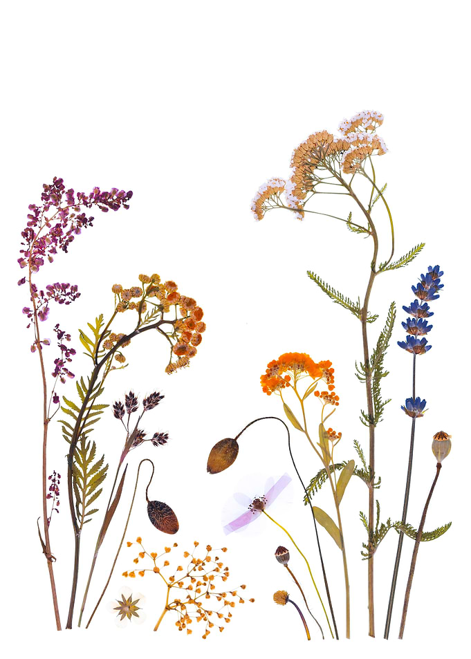 Pressed Wildflower Collection