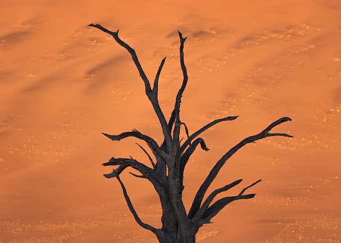 Dead Tree Against Orange Sand Dunes